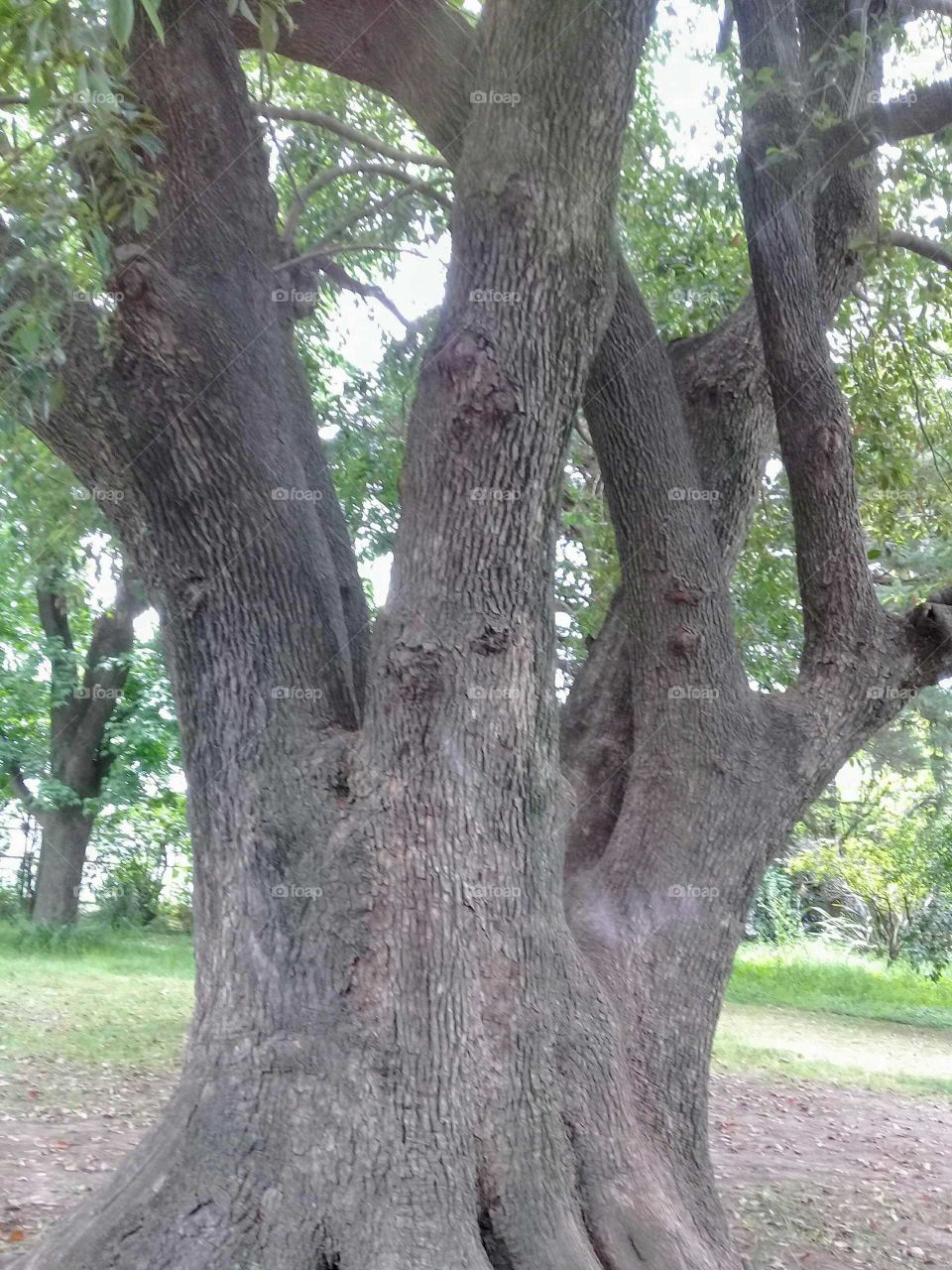 tronco de árbol muy añoso
