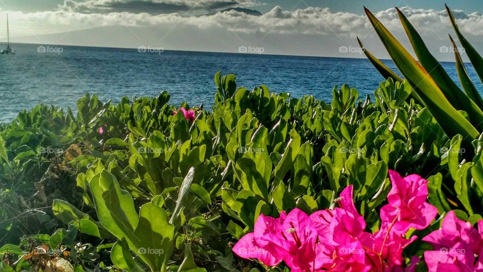 Lahaina Luau