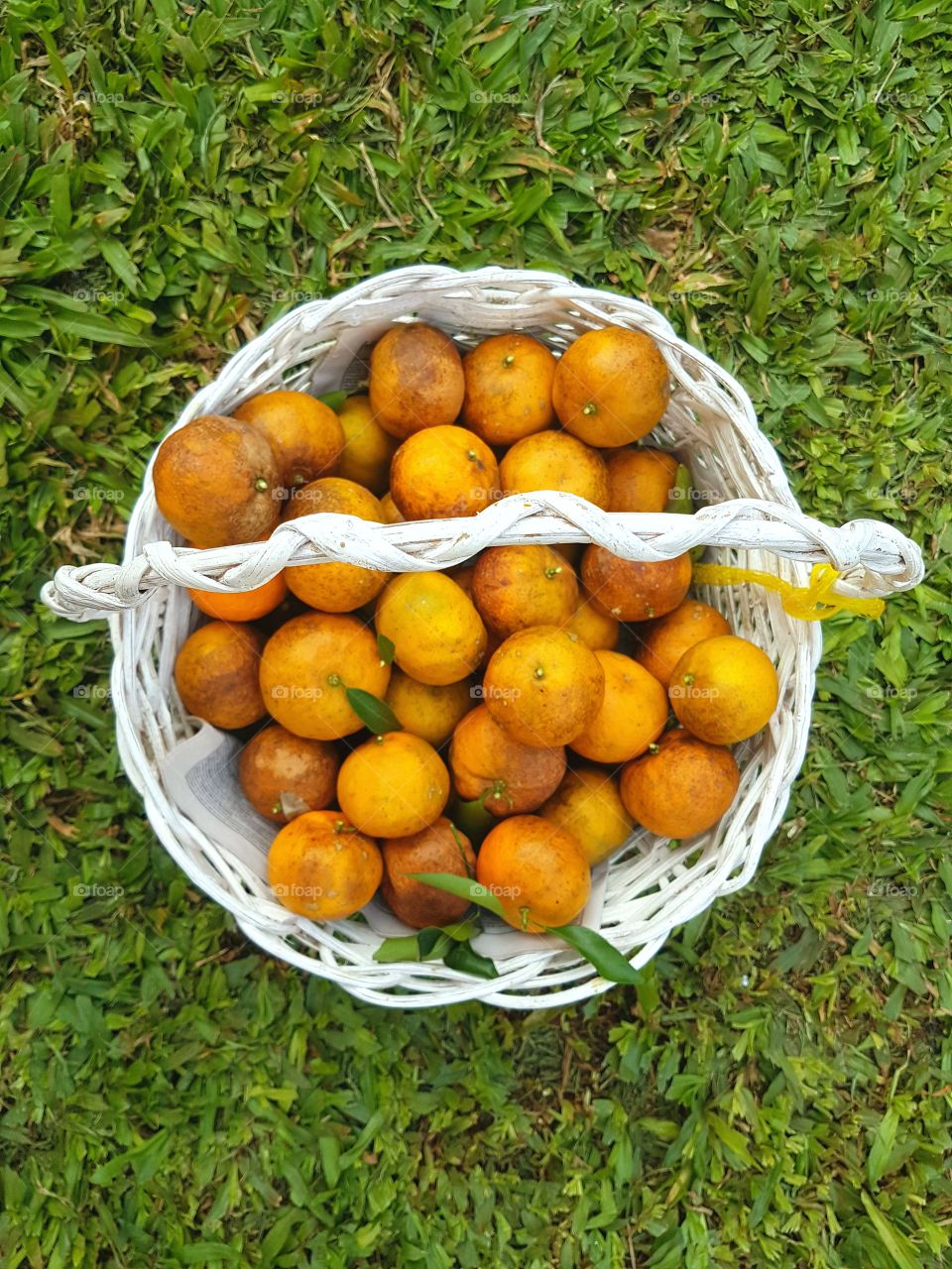 Orange fruits in basket on grassy land