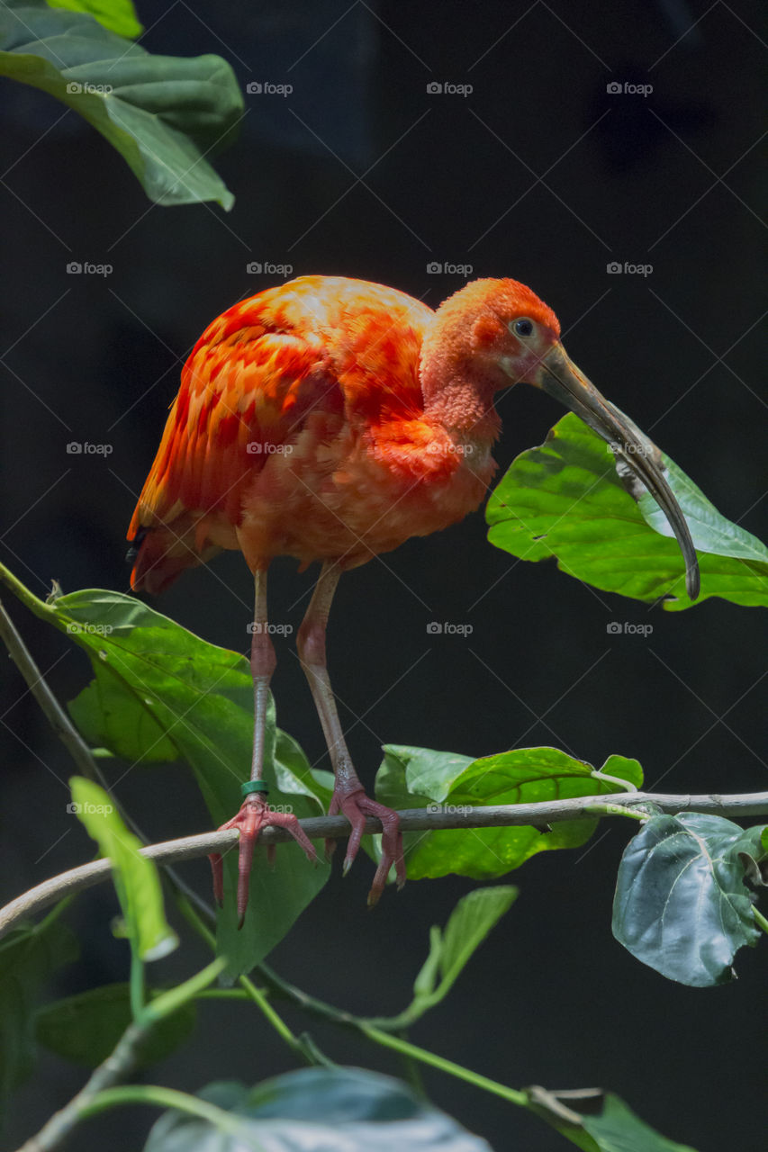Scarlet Ibis perching on tree branch