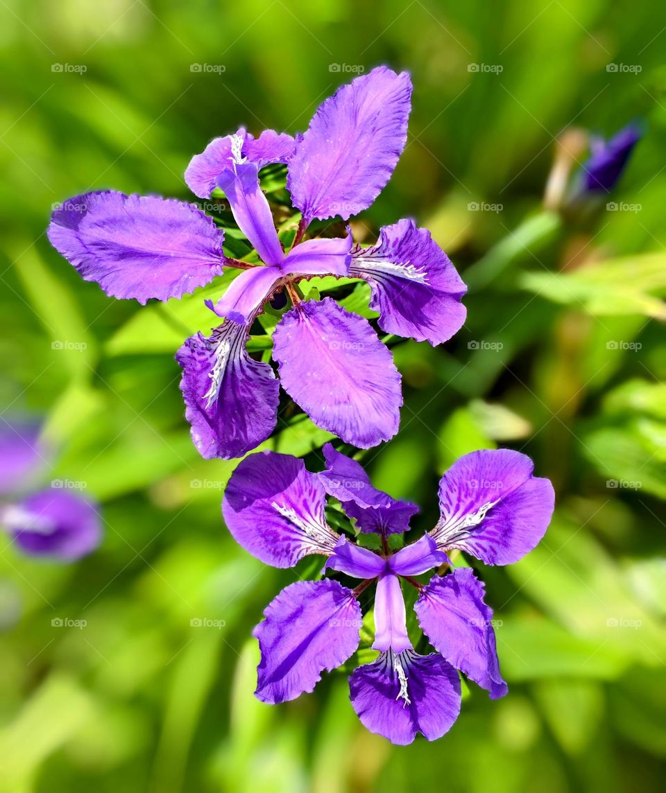 Iris flowers