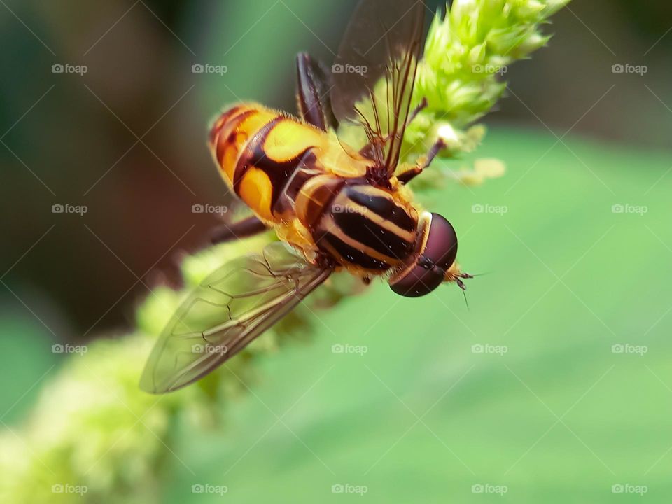 A bee and a wild flower