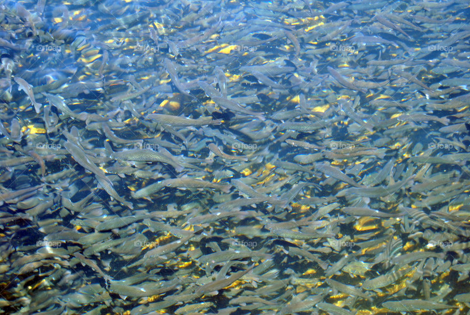 Trout hatchery fishing