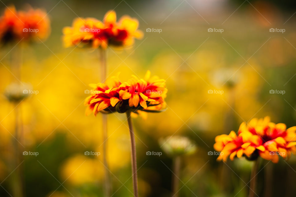 background image of a flower in the evening on a background of green grass