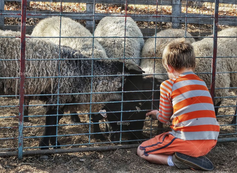 Feeding Goats At The Farm