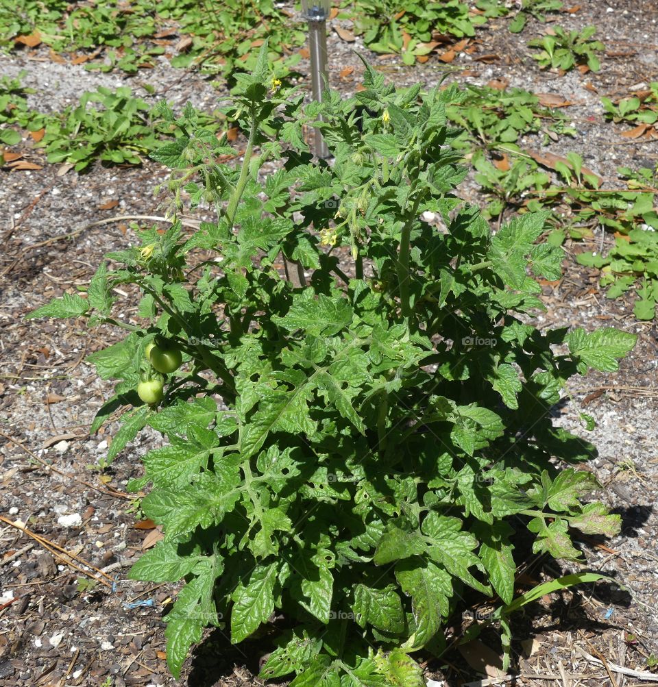 Tomato plant with tomatoes 