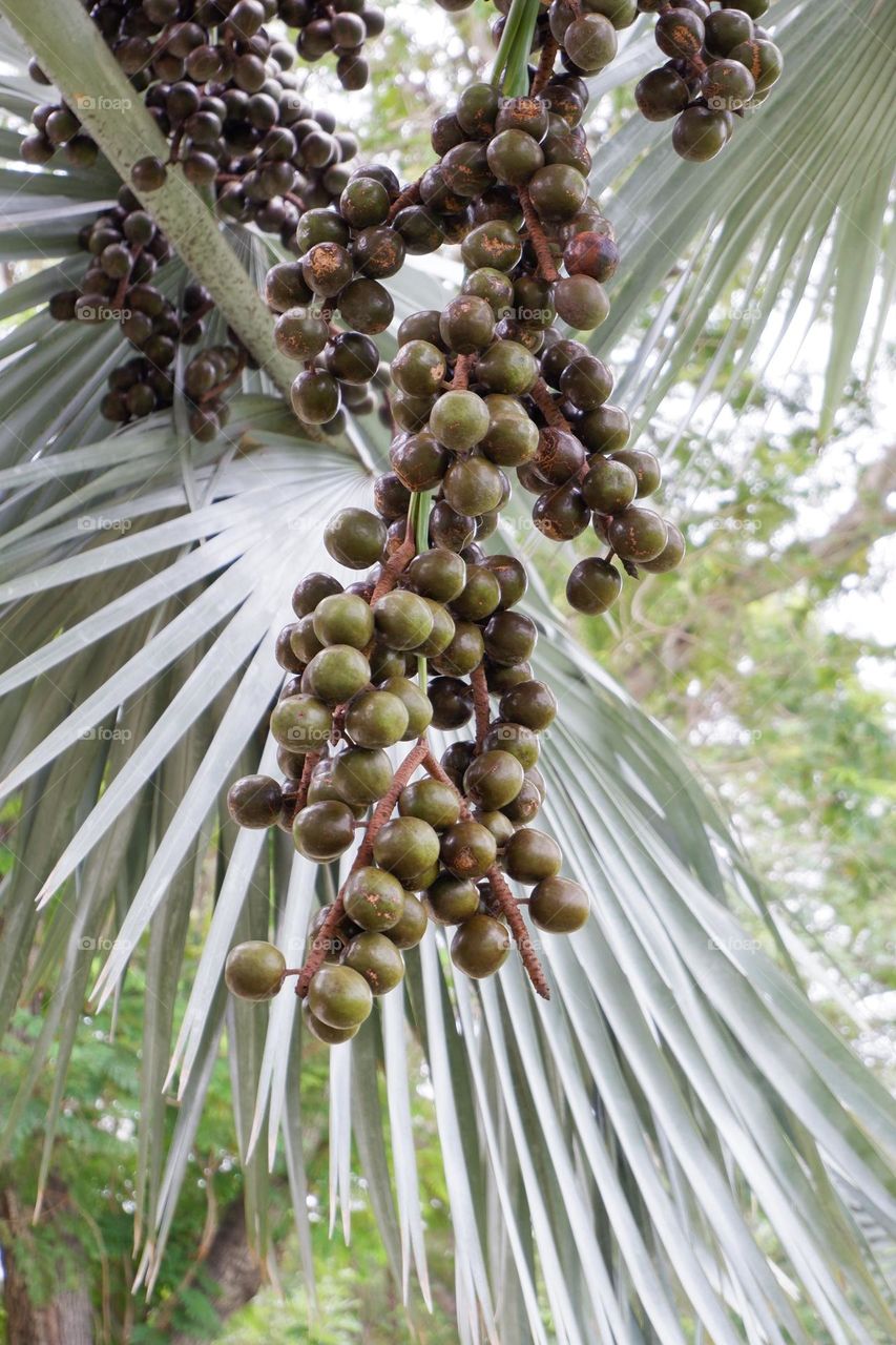 tree yield In the background are bushy horns with large, lobed leaves.