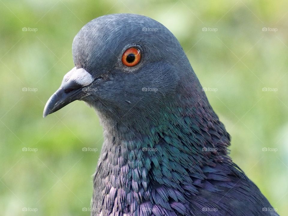 Pigeon