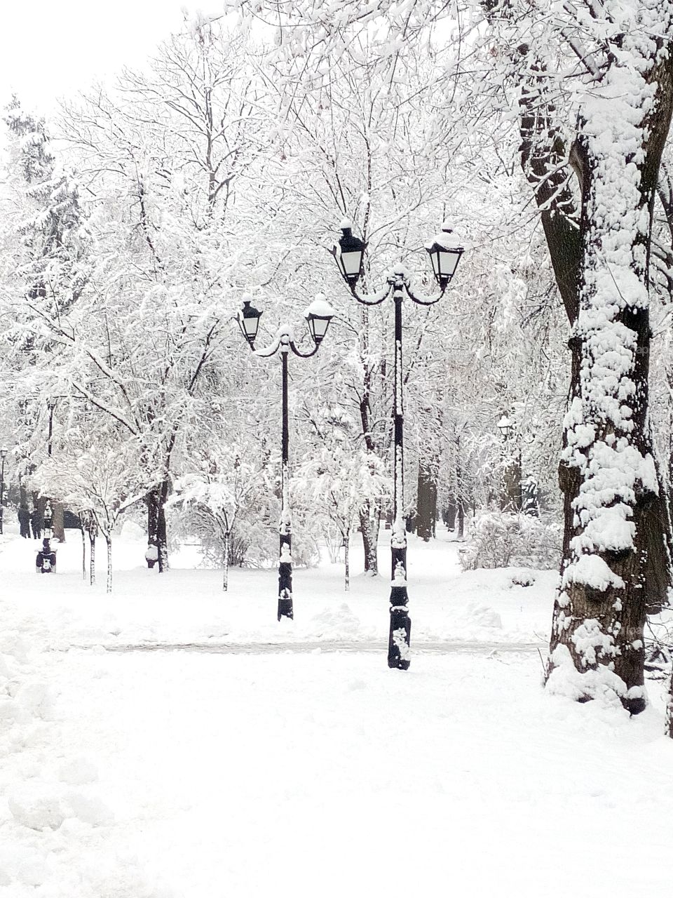 зима. зимний парк в Киеве