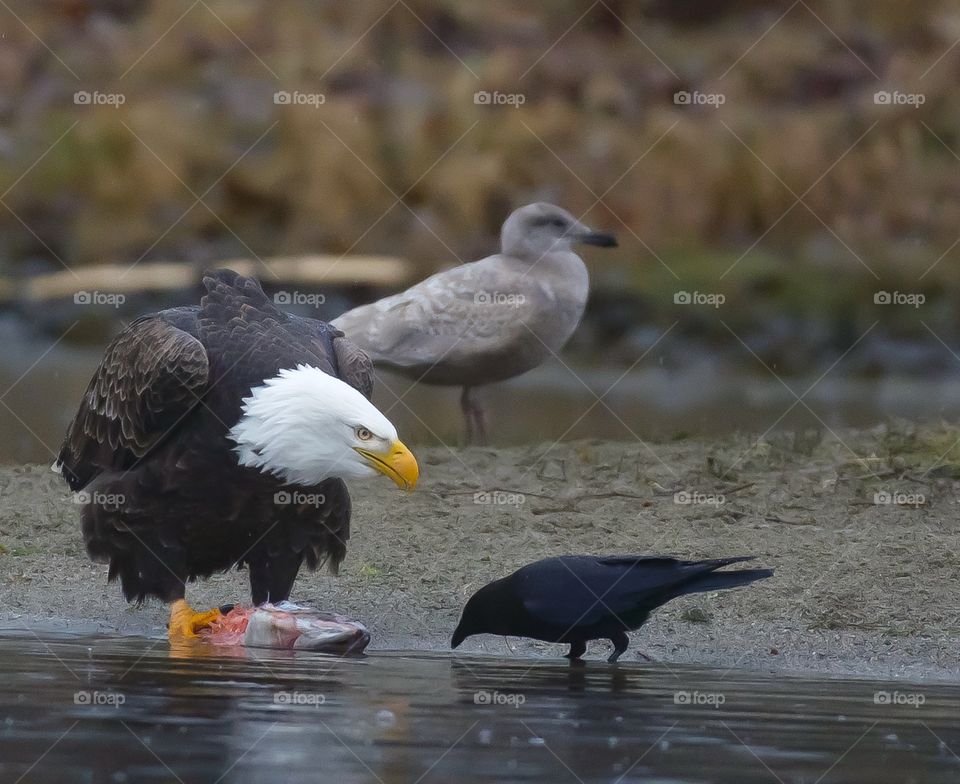 Bald Eagle with fish