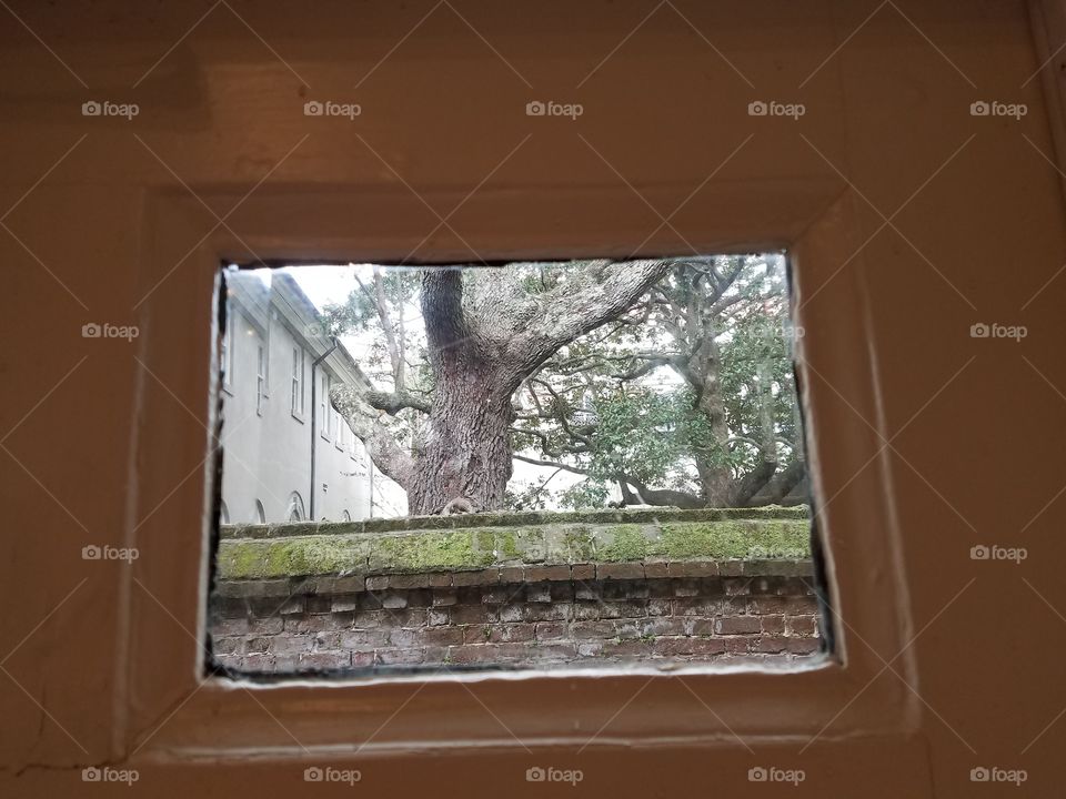 Charleston, SC, Spanish moss