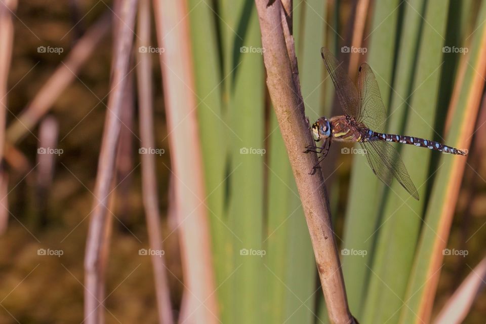 Close-up of blue damselfly