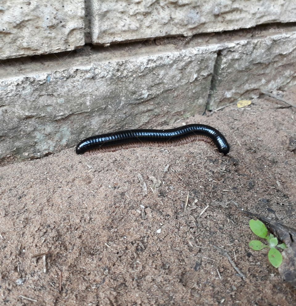 More discovering in my garden.