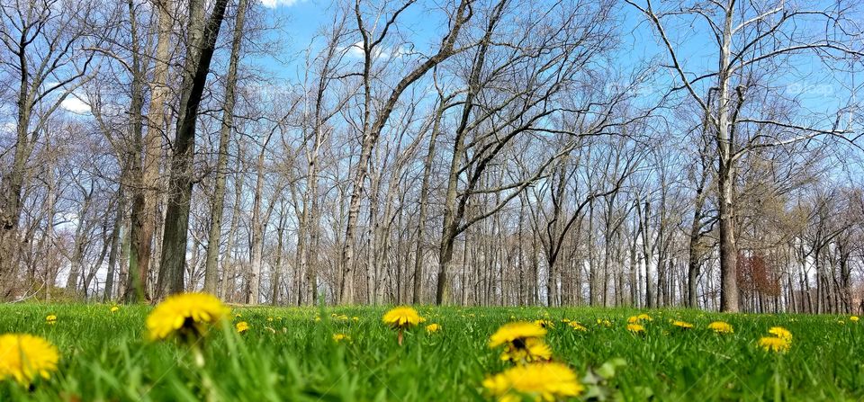 Doing my daily walk on a nice Spring day. I decided to stop and lay down on my tummy to catch everything from the green grass, yellow flowers up to the blue sky.