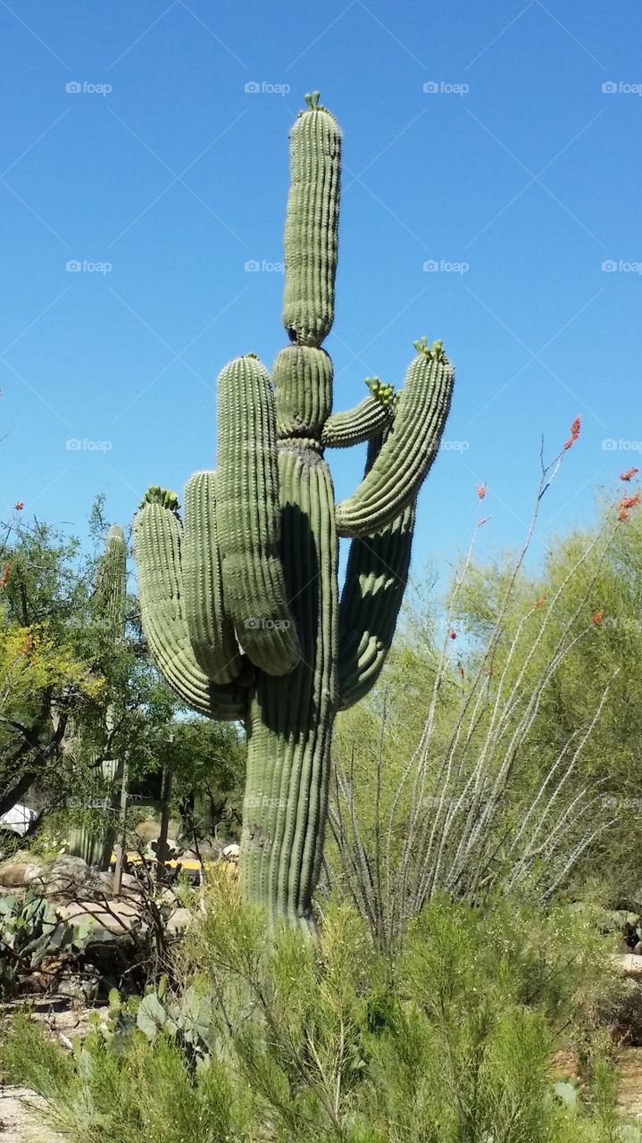cactus in  Arizona