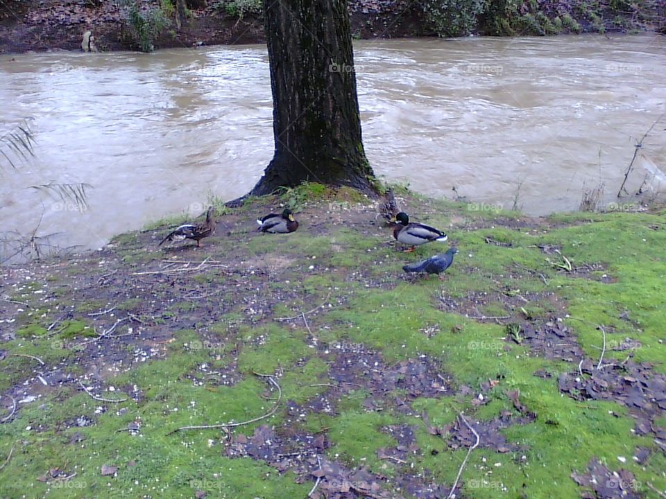 family ducks