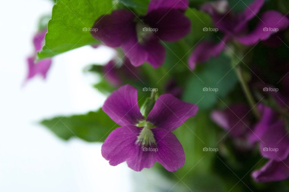 Backlit closeup of purple violets 