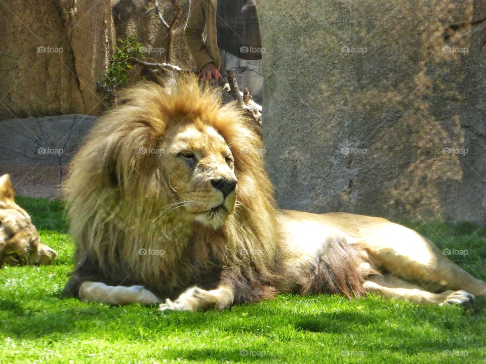 Close-up of a lion