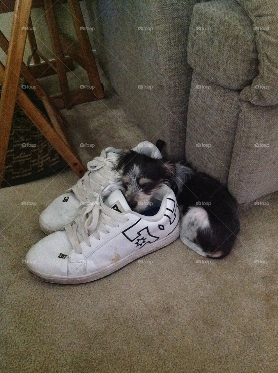 Puppy in size 15 shoes 