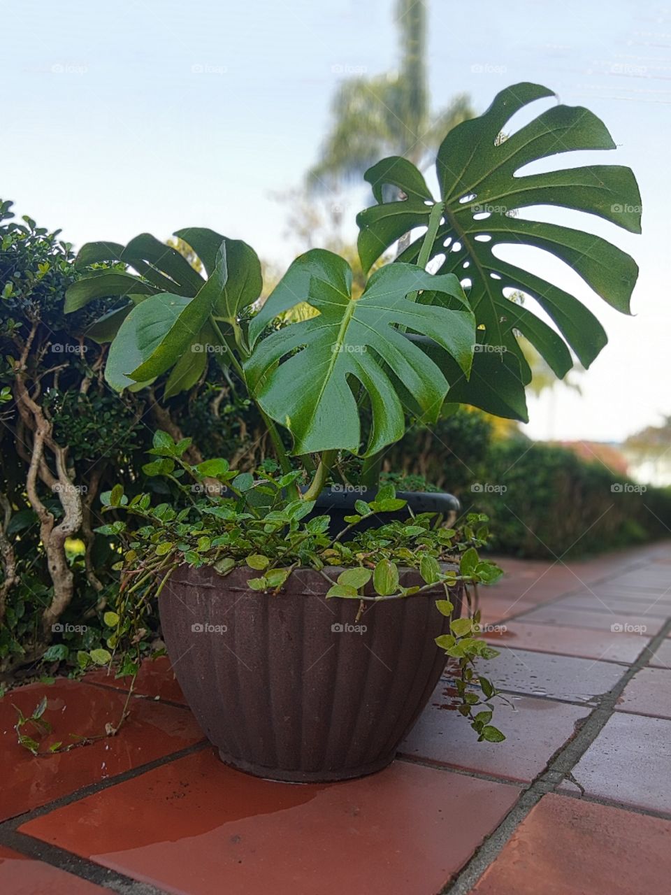 Monstera deliciosa