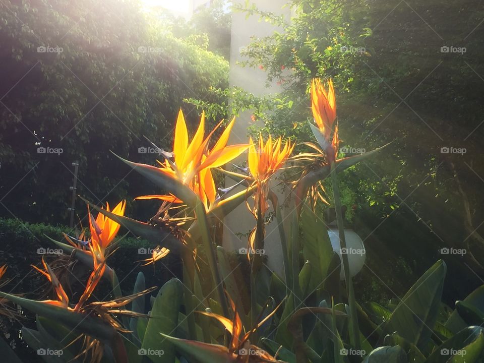 Strelitzia reginae