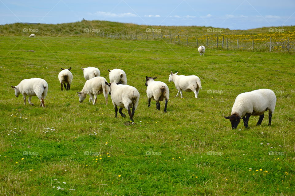 Herd of sheep grazing in field