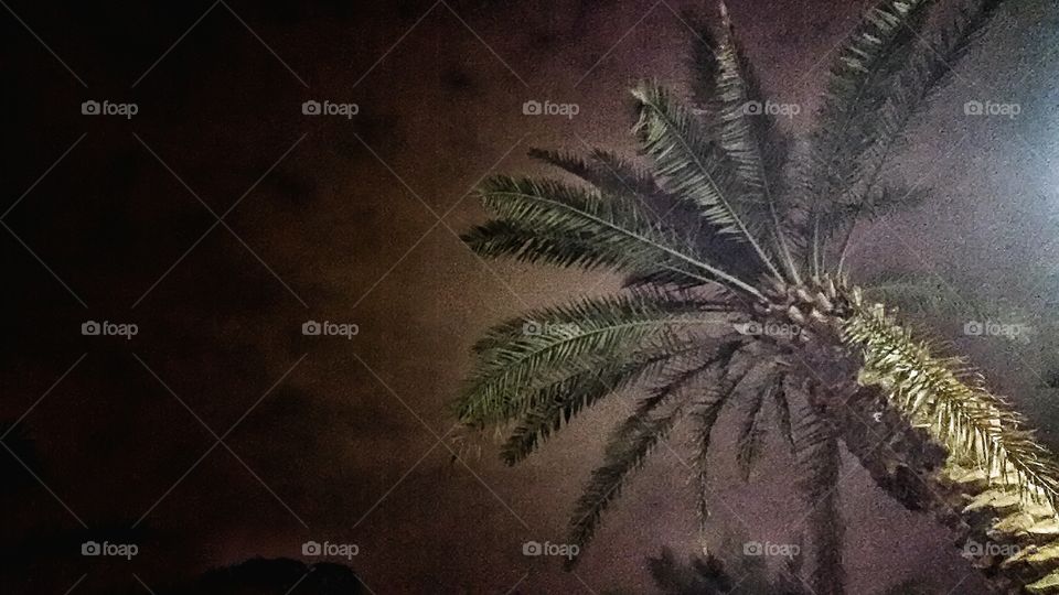 Arabian Nights. Lonely palm tree in desert night