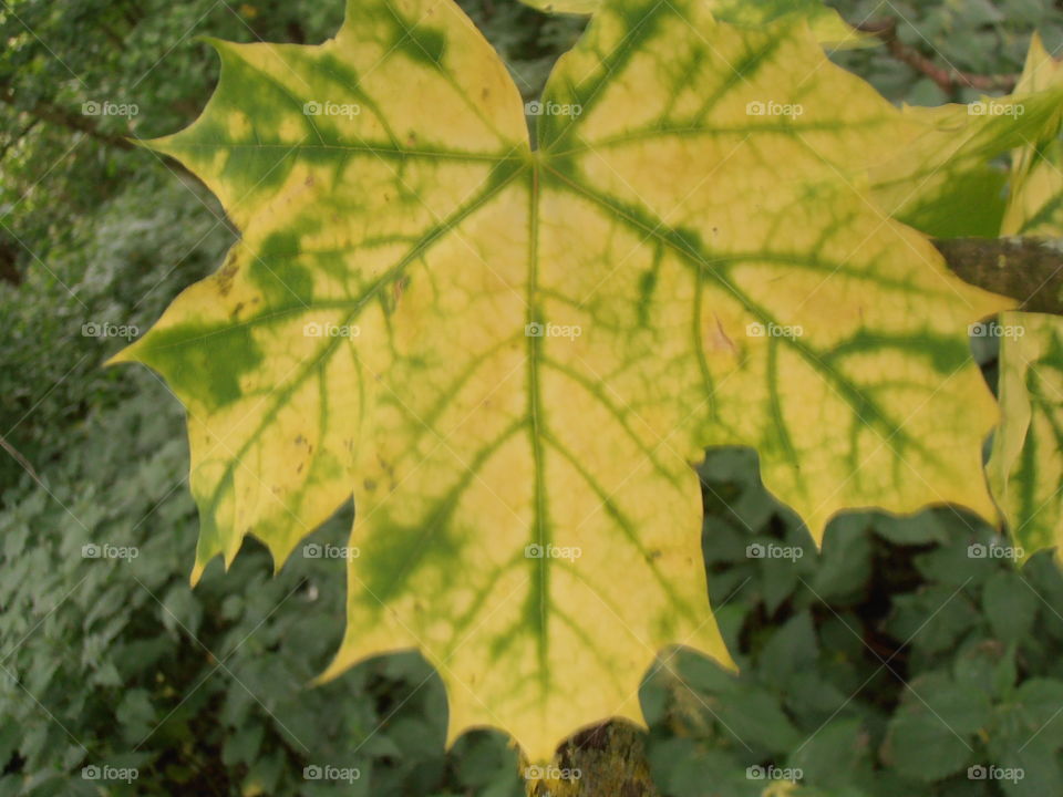 A Yellow And Green Leaf