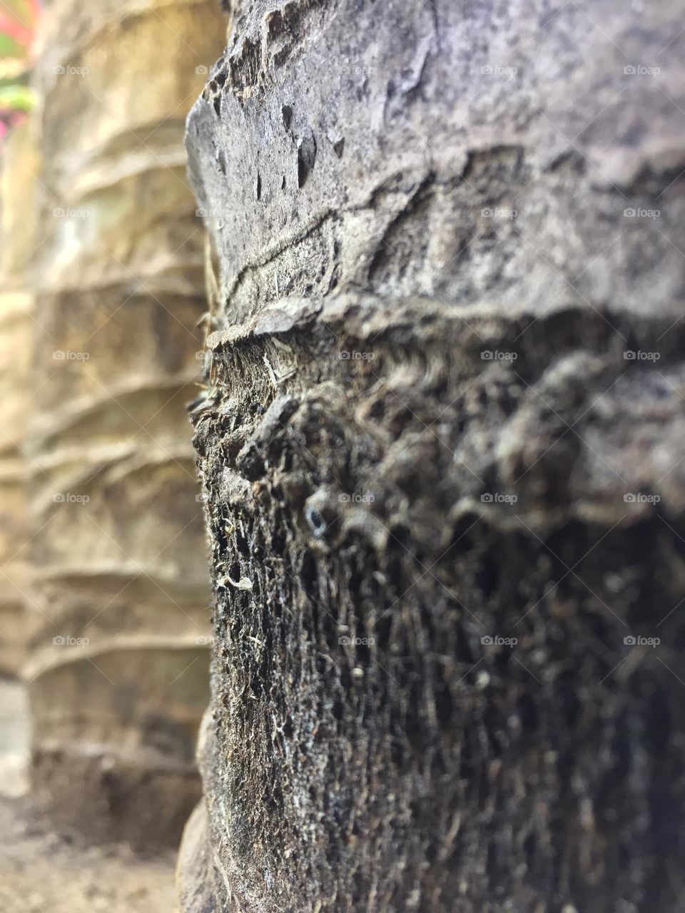 Tree trunk