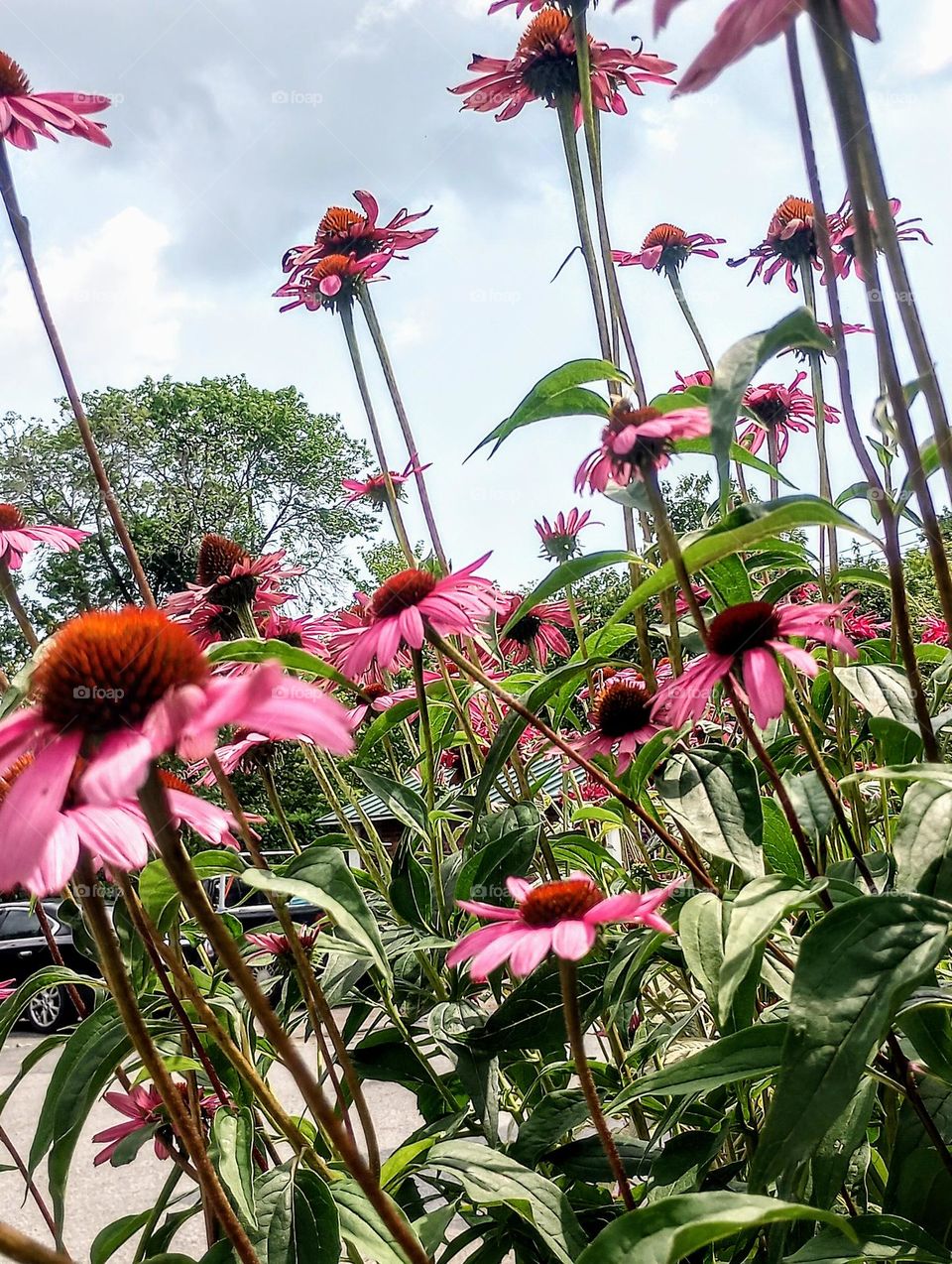 Sprouting Flowers