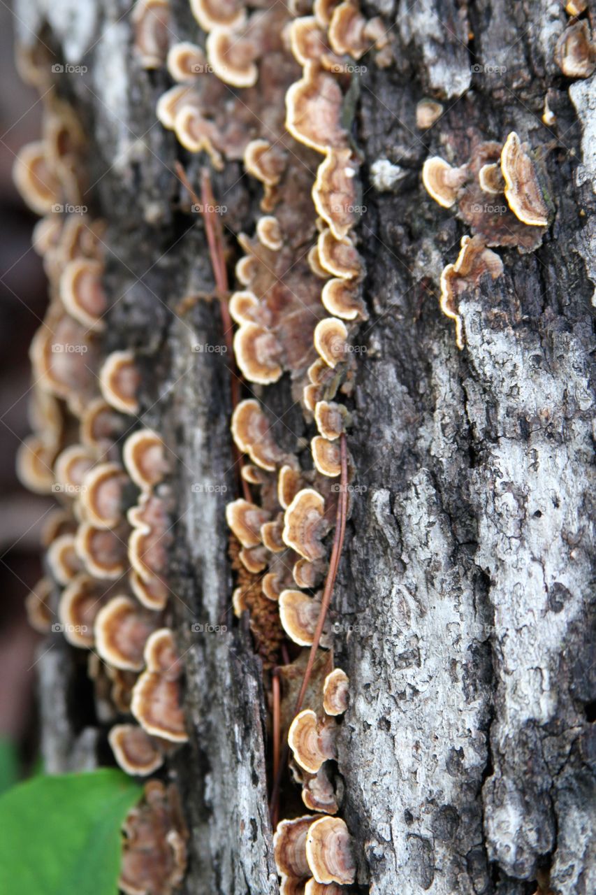 mushrooms aligned on a fallen tree