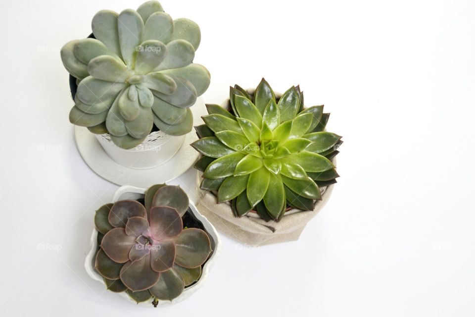 Three succulent plant on the floor