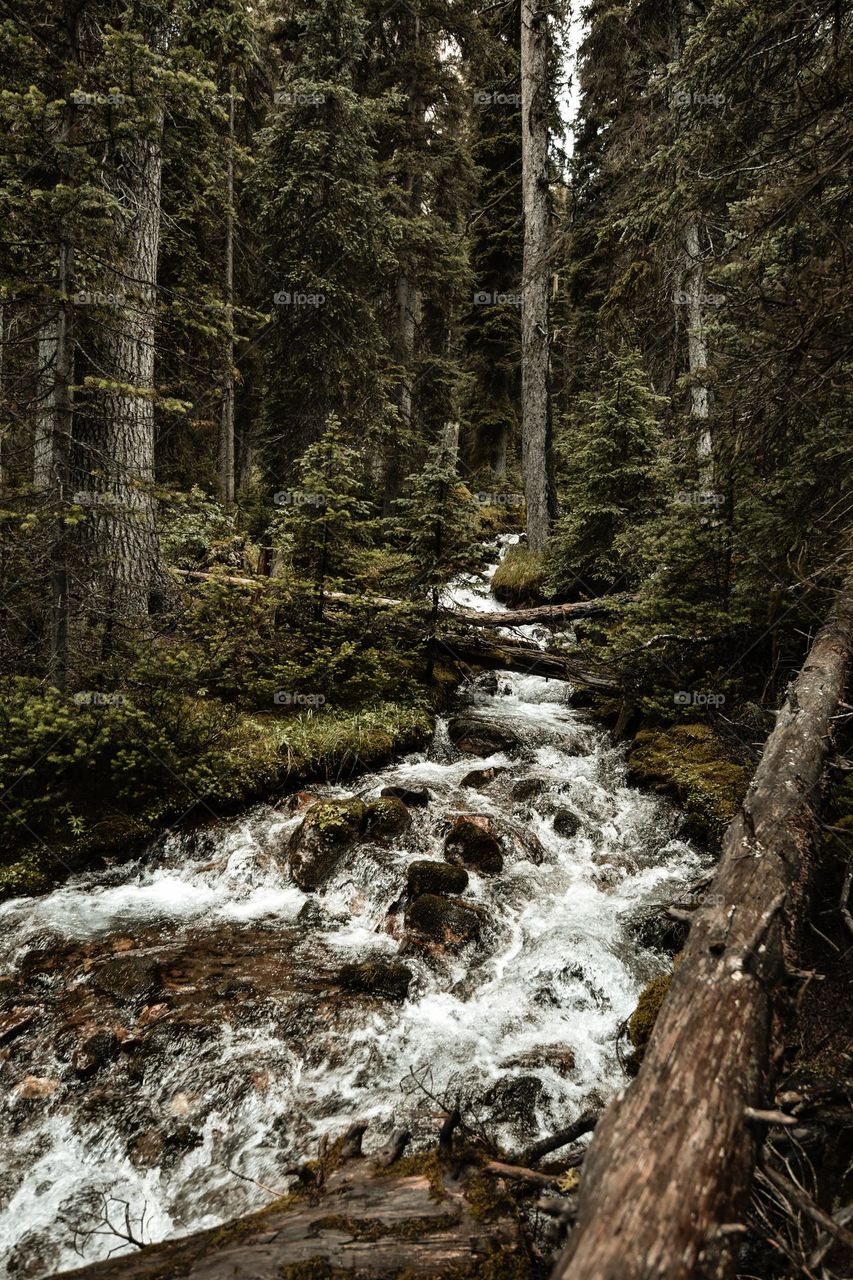 A surging river works its way through the deep dark forest of tall green conifers