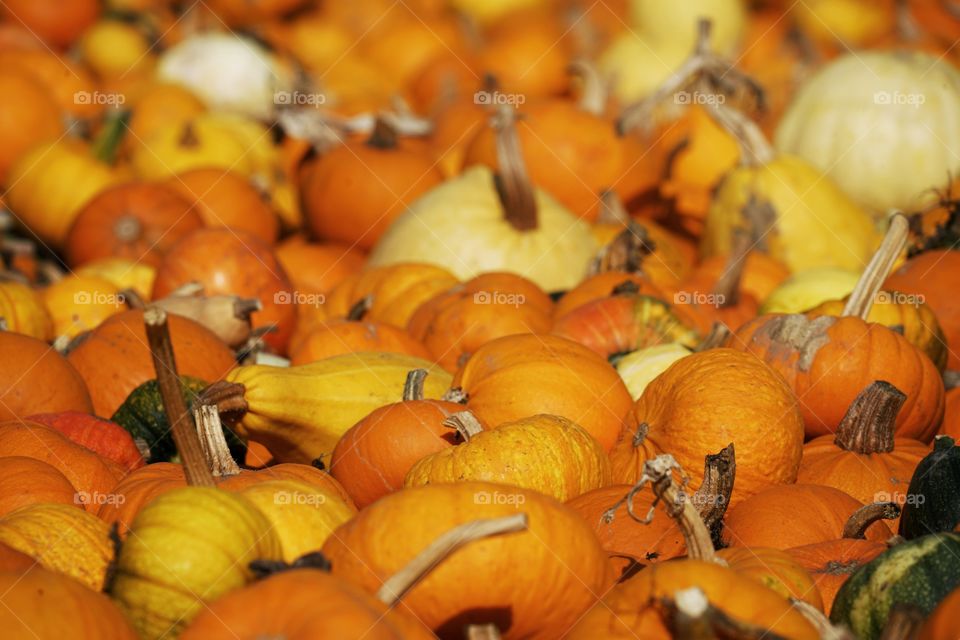 Autumn Pumpkin Patch