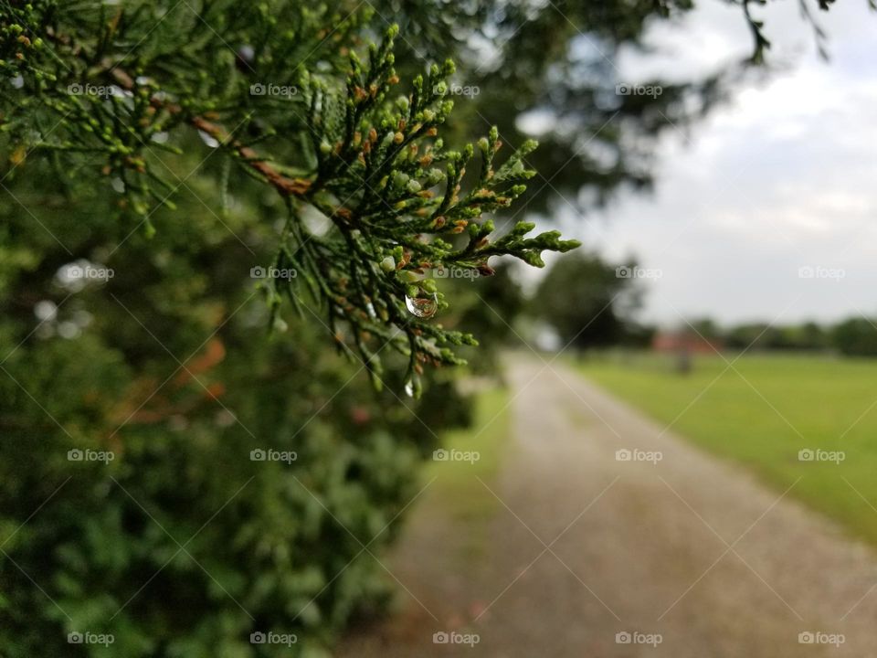 Raindrops on a Juniper Tree by a Country Road