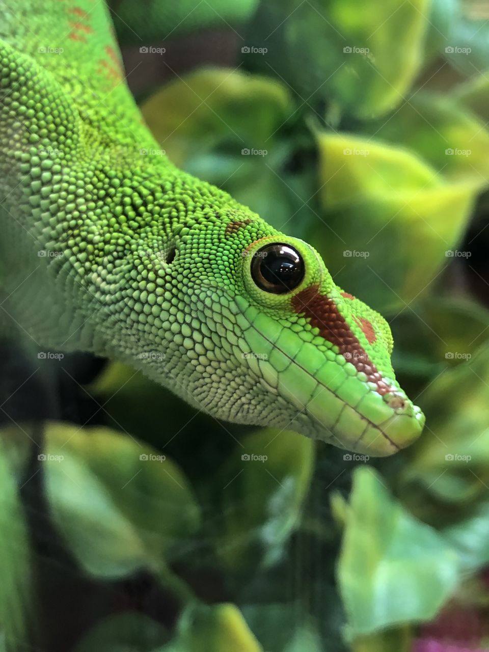 Handsome giant gecko 