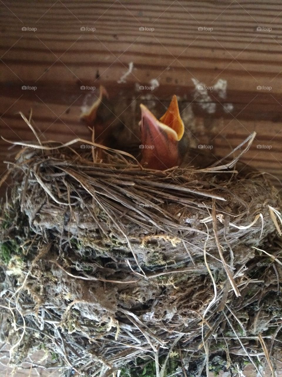 Baby birds