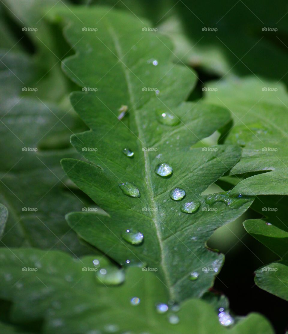 Overhead view of raindrop on leaf