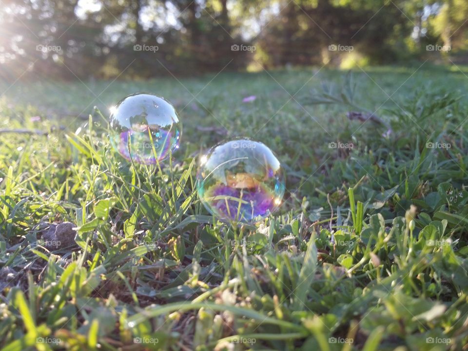 Bubbles in the Grass with Sunray