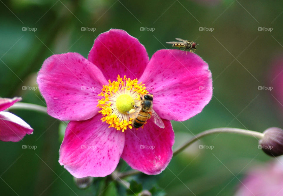 Flower with insects