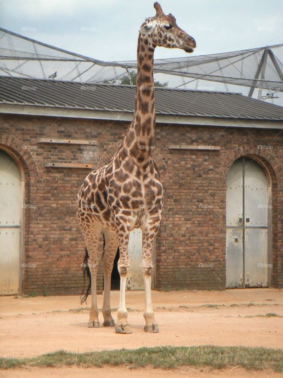 Giraffe at the zoo