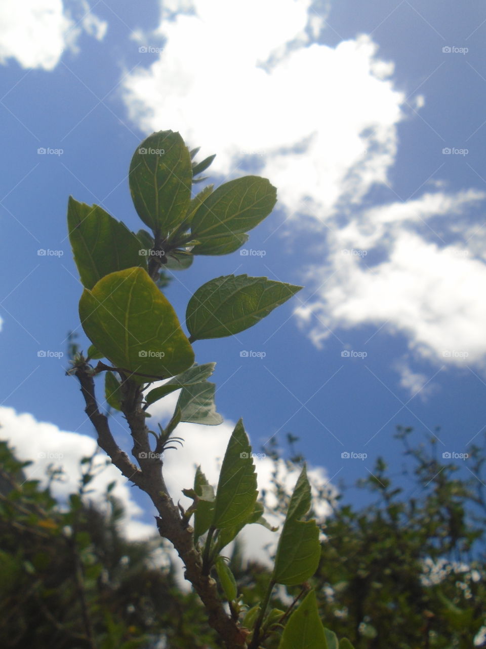 LEAVES, FLOWERS, ENVIRONMENT, PLANT, GARTEN.