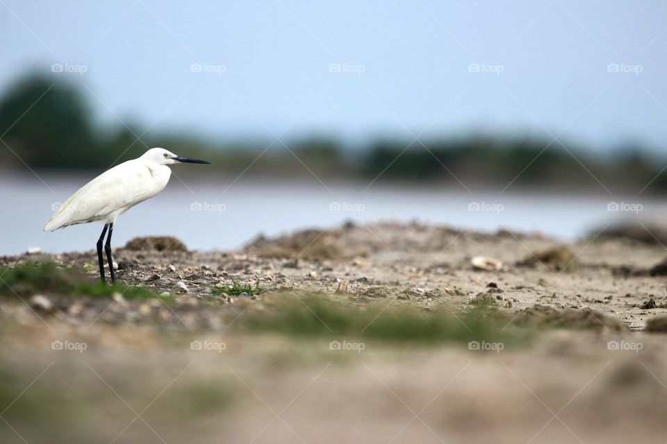 A photography from eye view shows beauty of egret and its behaviour