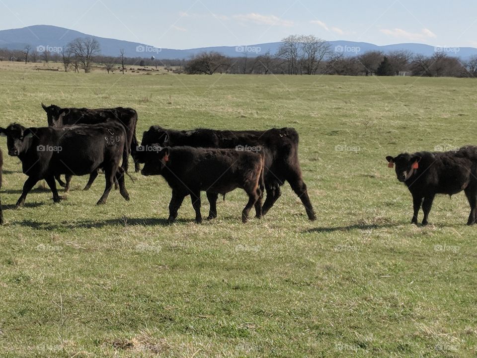 herding cows