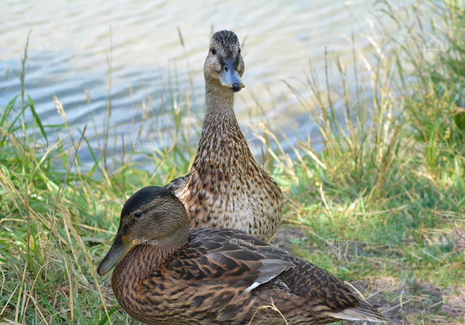 urban birds ducks family on a city lake shore