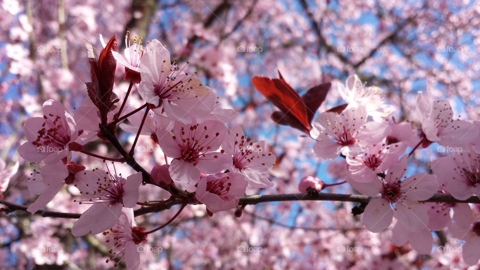 cherry blossoms in pink