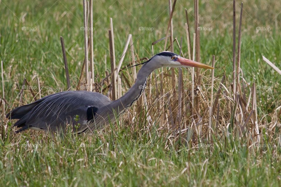 Great Blue Heron Hunting