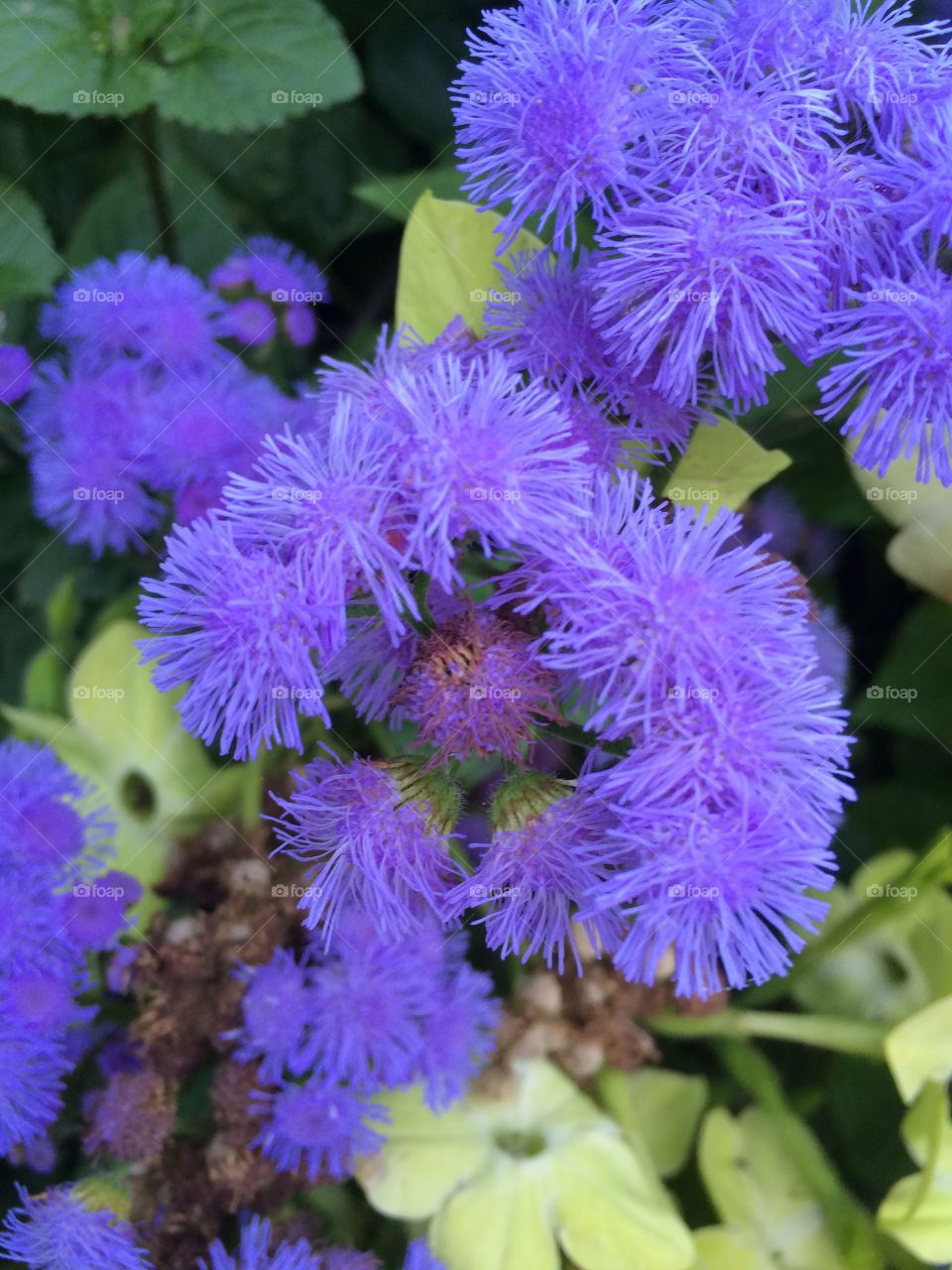 Flowers catched on one of my walks in Norrköping 