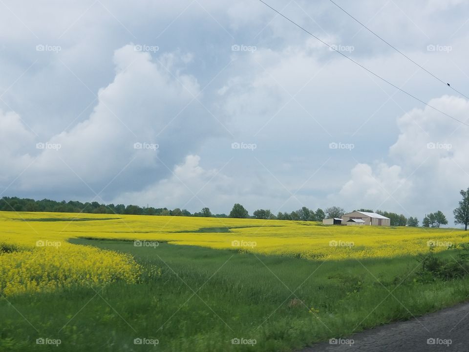 West Kentucky Canola fields with farm house in distance