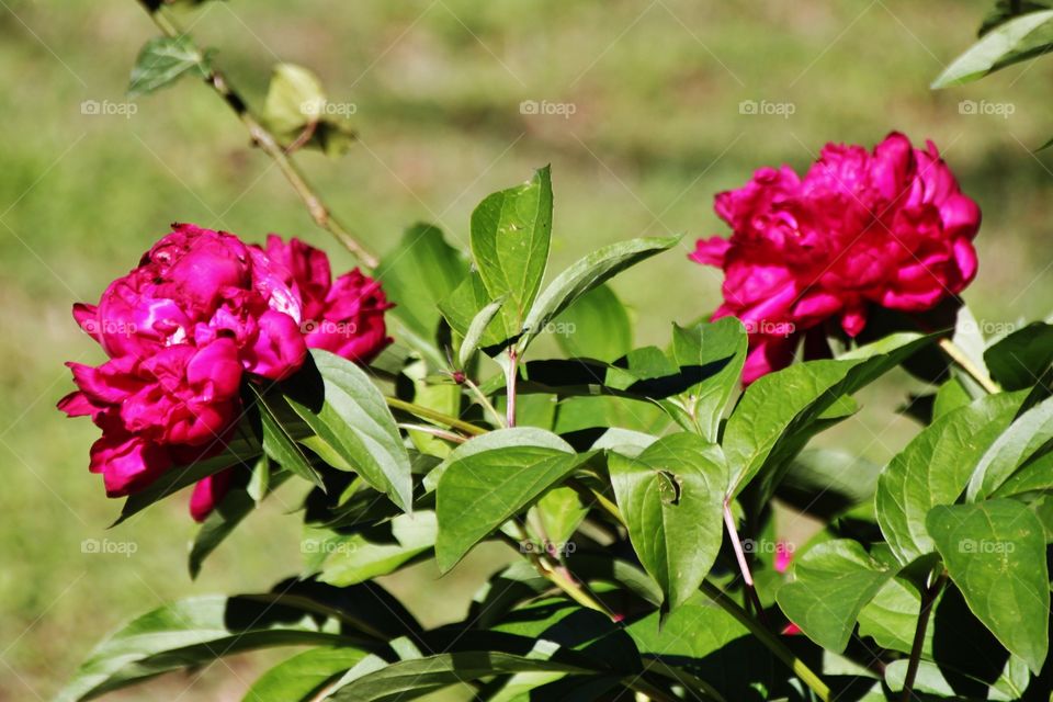 Two Fuchsia Peonies 